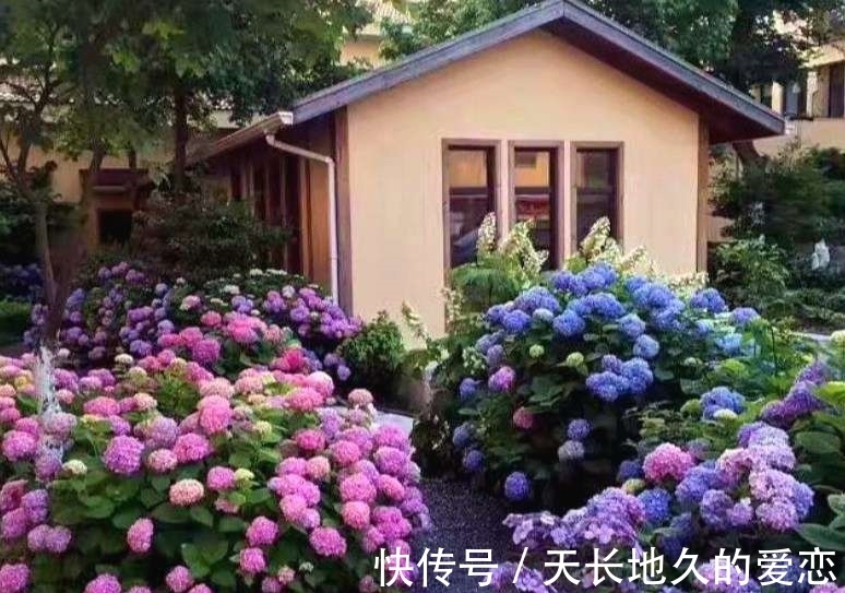 绣球|都说绣球花好看不好养,其实做好3点,养好并不难