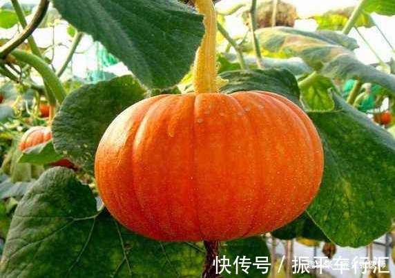 吃完南瓜一小时内,不要碰以下几物,很多人还不清楚,不妨了解下