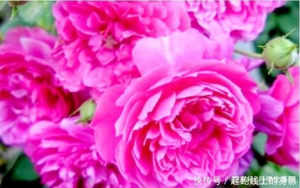 十大浓香月季排行榜,开花比香水还好闻,你喜欢哪种