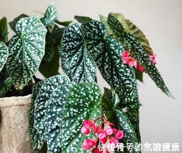 盘点10种耐阴花，北阳台照样生机勃勃，皮实好养有格调