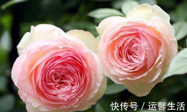 凤仙花|最适合养在阳台的5种花，婀娜多姿，香飘怡人