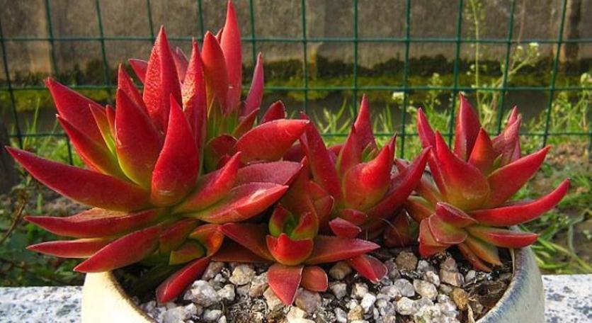 怎么将多肉火祭养得“红红火火”?注重这些技巧,不难