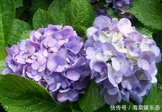 卧室養花不了解這些,隨意盆栽可能會引發失眠、沒精神、一身病