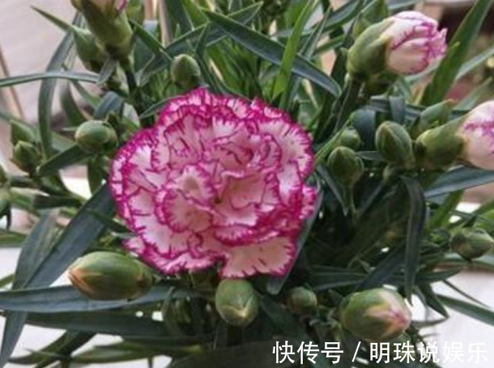 3种花，花朵硕大、花期长，养在客厅正合适，人见人爱！