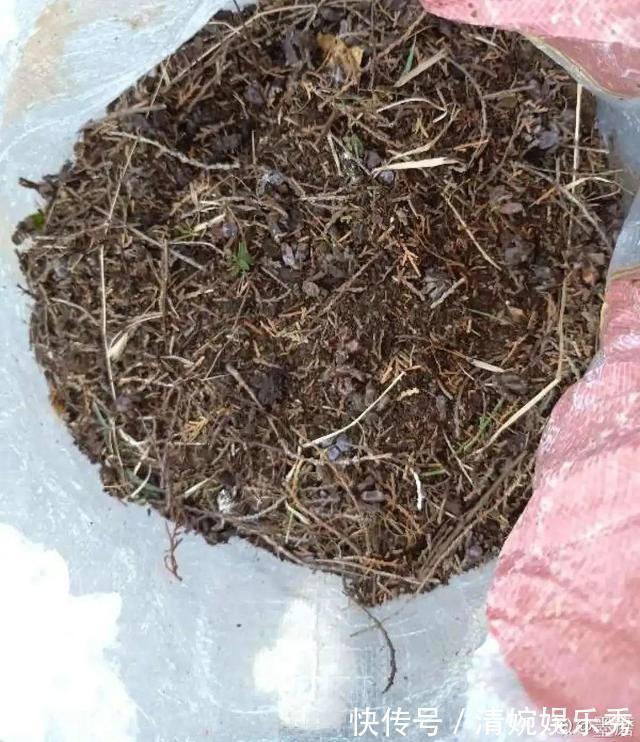 10种“垃圾”不要丢,拿来养花效果好,还能省下一笔钱