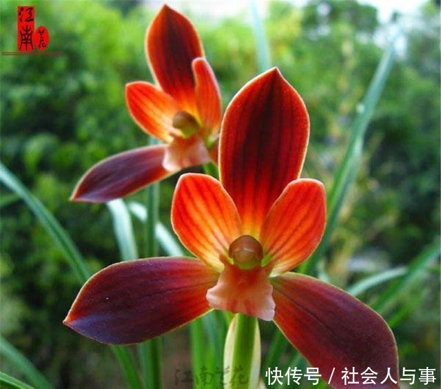 曾千金一苗的兰花,现已白菜价,花色鲜艳,香味醇正还好养!