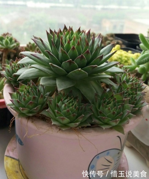 养“观音莲”,学会如此进行分株,不花钱还可以再添几盆新盆栽