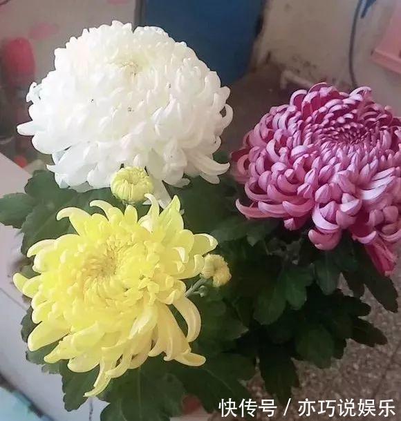花苞|想让菊花“开花多”,9月开始做3点,花苞大、花朵密,太迷人