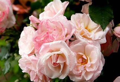 耐看|农历7月14日开始,养花养个耐看的,开花勤爱爆盆,绚丽夺目