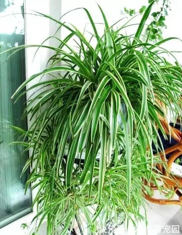 养花浇水是技术活:盆栽远离5种水,植物伤亡少、花友不走弯路