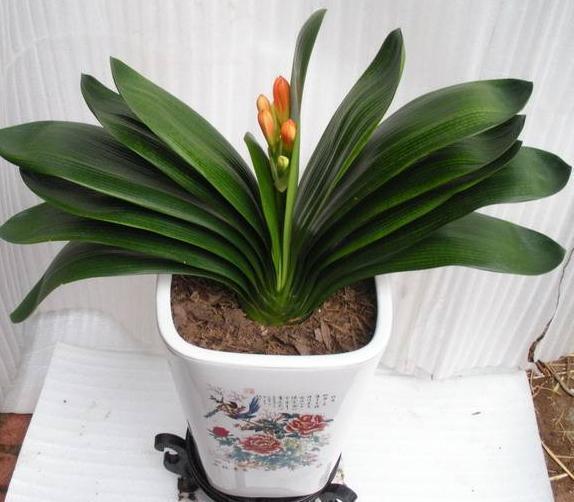 大姨养君子兰,天热挖坑埋点''它'',自带果香,侧芽蹭蹭窜