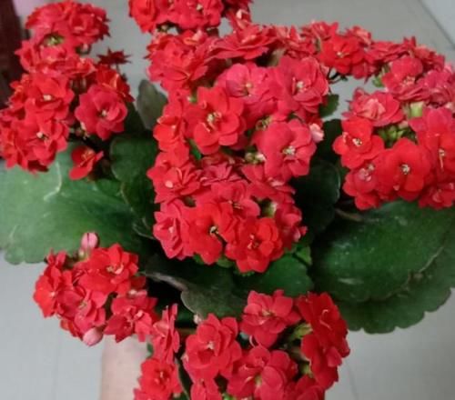 家庭养花：如何做好土壤结块的“防”和“治”？