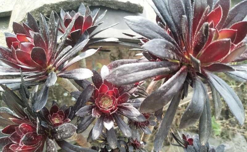 养多肉不想买土？试试此8个品种，它们可以说是最不挑土的多肉了