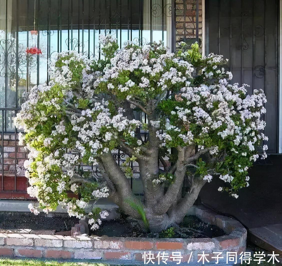 兰花|5种“长命花”，富贵又吉利，越养越值钱，赶紧养一盆做传家宝