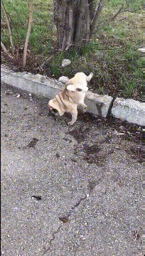 |搞笑GIF:姑娘,就你这功夫,村里没有几个人敢追你吧