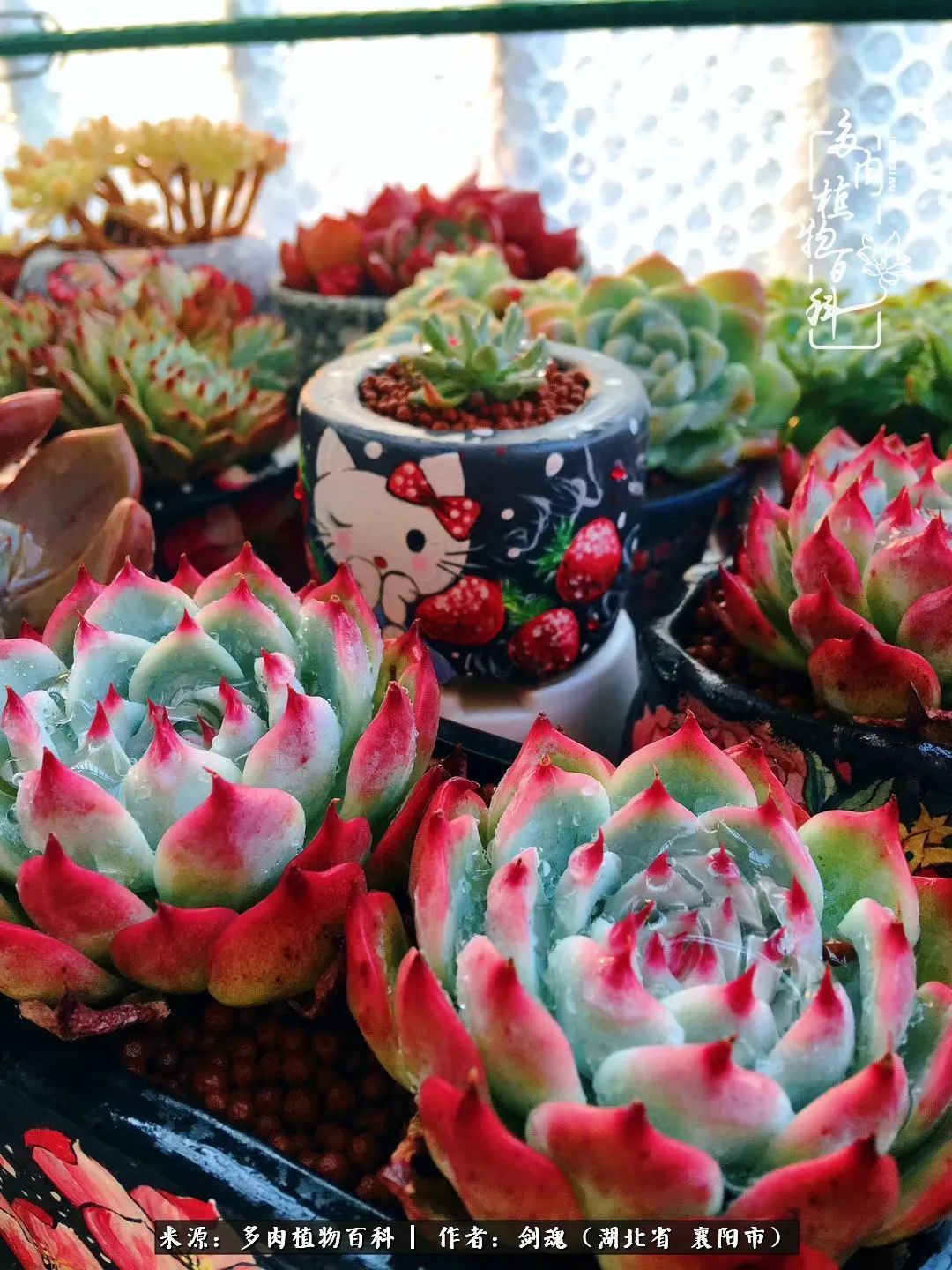 花盆|当美丽的多肉邂逅漂亮的手绘花盆,会是怎样的一种美