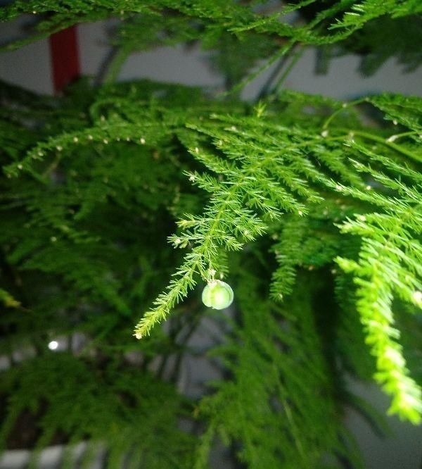 这种“养人”花，窗台客厅摆一盆，干干净净又杀菌