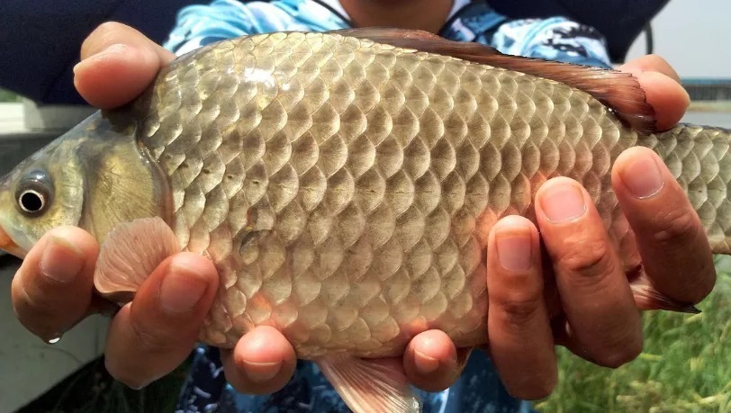 钓友|冬季钓鱼,鱼躲在深水,两个方法教你找到鱼窝,连杆钓斤鲫