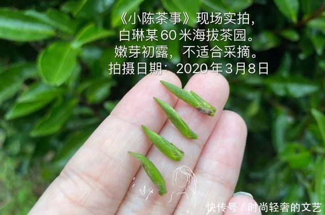 踩到|会买白茶的人,永远不会踩到这四个坑,来看看,你会买白茶吗
