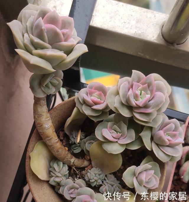养多肉也得会模仿,看看这颗可爱玫瑰的悬崖桩,我也想养成这样