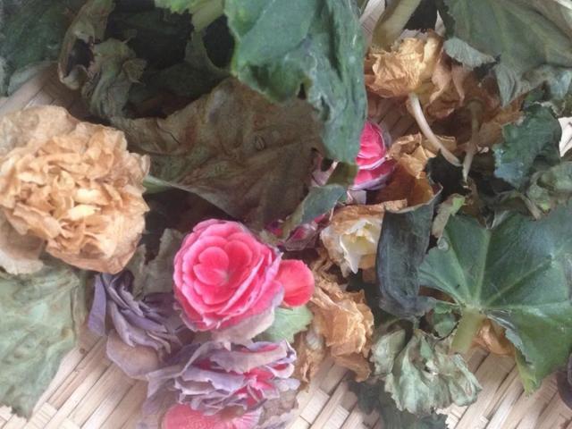 养花技巧这花不是一次性，开完别扔，还能再养7、8年