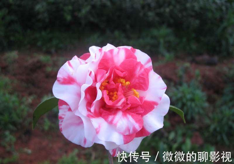 牡丹|此花是中国十大名花之一,花开30朵,漂亮不输牡丹