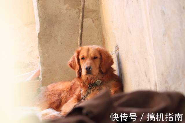 trifo|Trifo智能扫拖机器人测评:能吸能拖,还是宠物的好玩伴