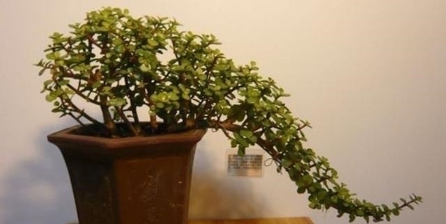 塑形|金枝玉叶,别养错了,30天剪一次,精雕细琢,养成盆景才漂亮!