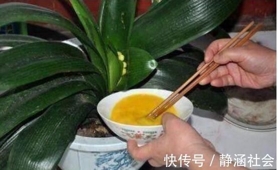 蛋黄|养君子兰，喂上两个“蛋”，叶片壮实像白菜，花朵蹭蹭蹿