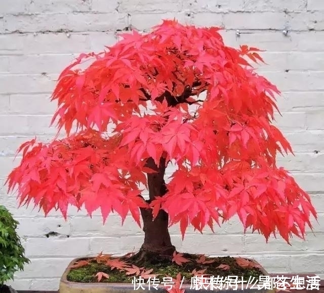 盆栽|世界上又一奢侈品《盆栽》一盆就是一座房子！