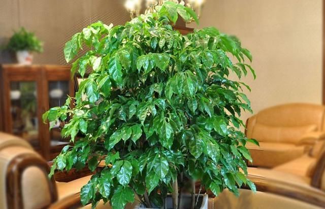 幸福树|客厅可以栽树,花匠比养花都“值得”,听完立马养了3盆