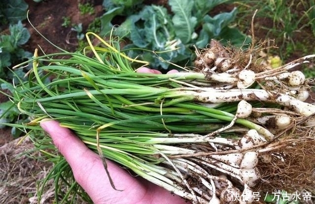 野菜|野菜是中药，但吃不好也可能成毒药！吃野菜时要记得这些禁忌！