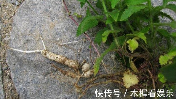 肝火|夏天常吃以下几种野菜,能清泄肝火,凉血通便,强健筋骨