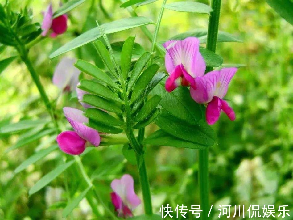 嫩芽|这种野生豌豆堪比山珍，掐点嫩芽唇齿留香，揪点种子自家就能种