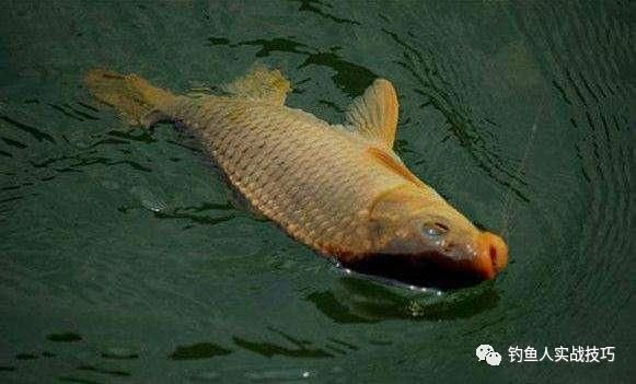 钓鱼老是空军,掌握这几个细节,新手也能爆护