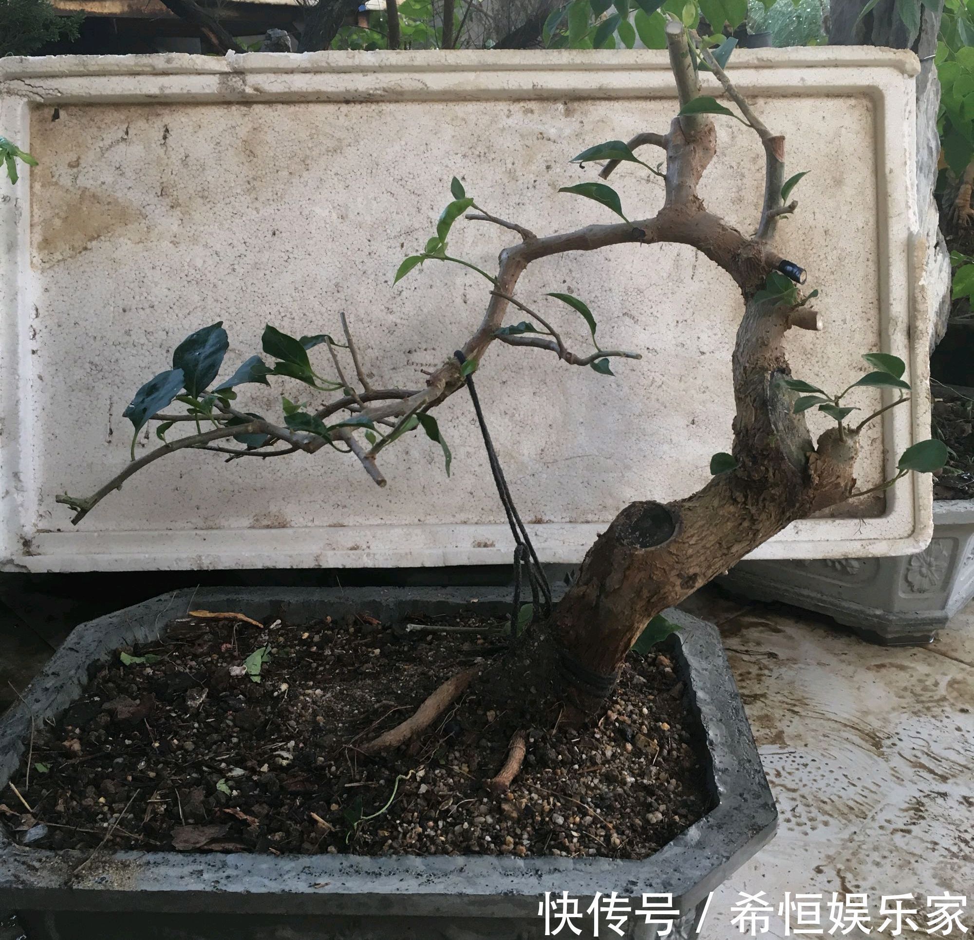 只要狠心,没有改造不了的三角梅盆景,看到效果图后太喜欢