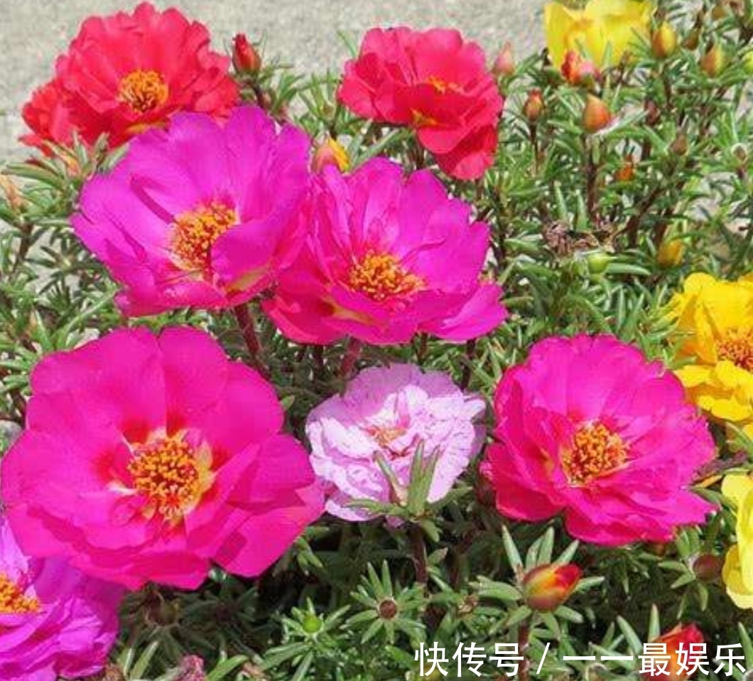 院子里养4种花,开花锦簇,烂漫多姿,美的像花园