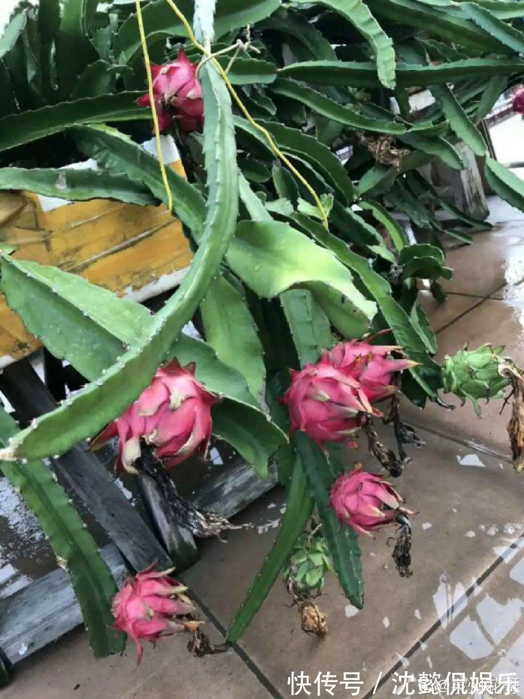 枝条|大粗杆插土里,7天生根,当年结果压弯枝,不用买水果了!