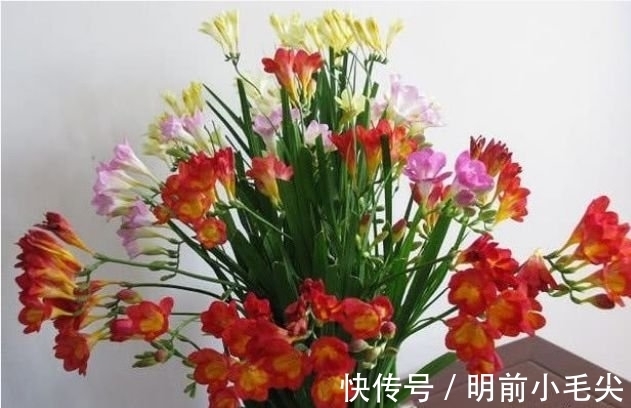 茉莉花|4种“懒人”盆栽花，浇水就疯长，开花漂亮上档次！