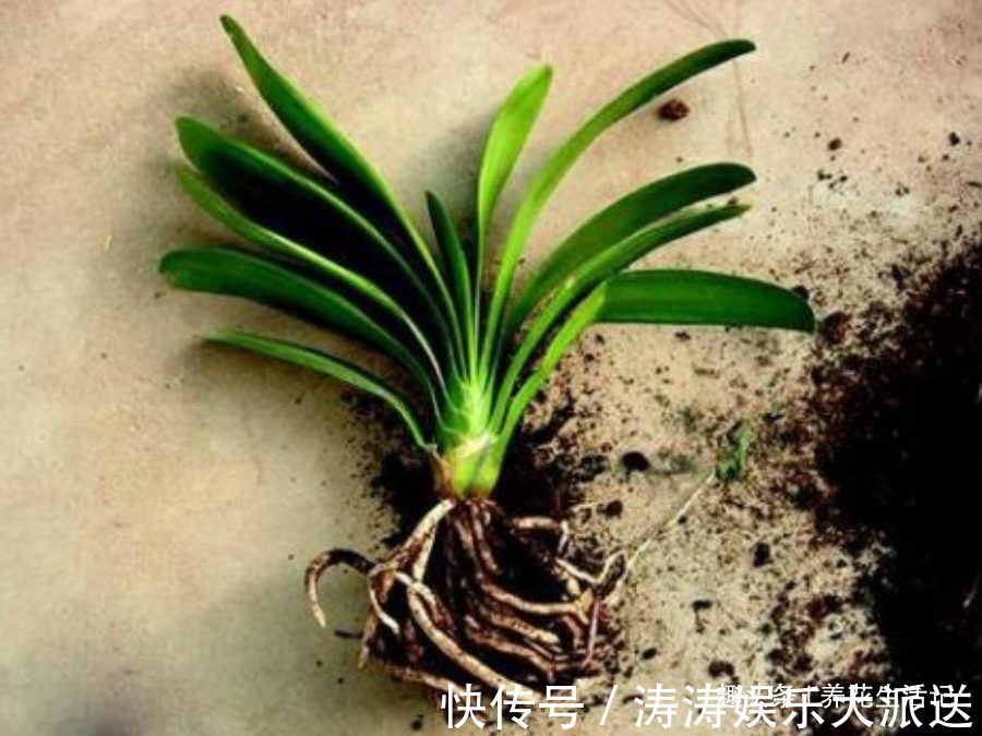 君子兰“烂根多”先别扔，采用这种方法做，30天后根系健壮