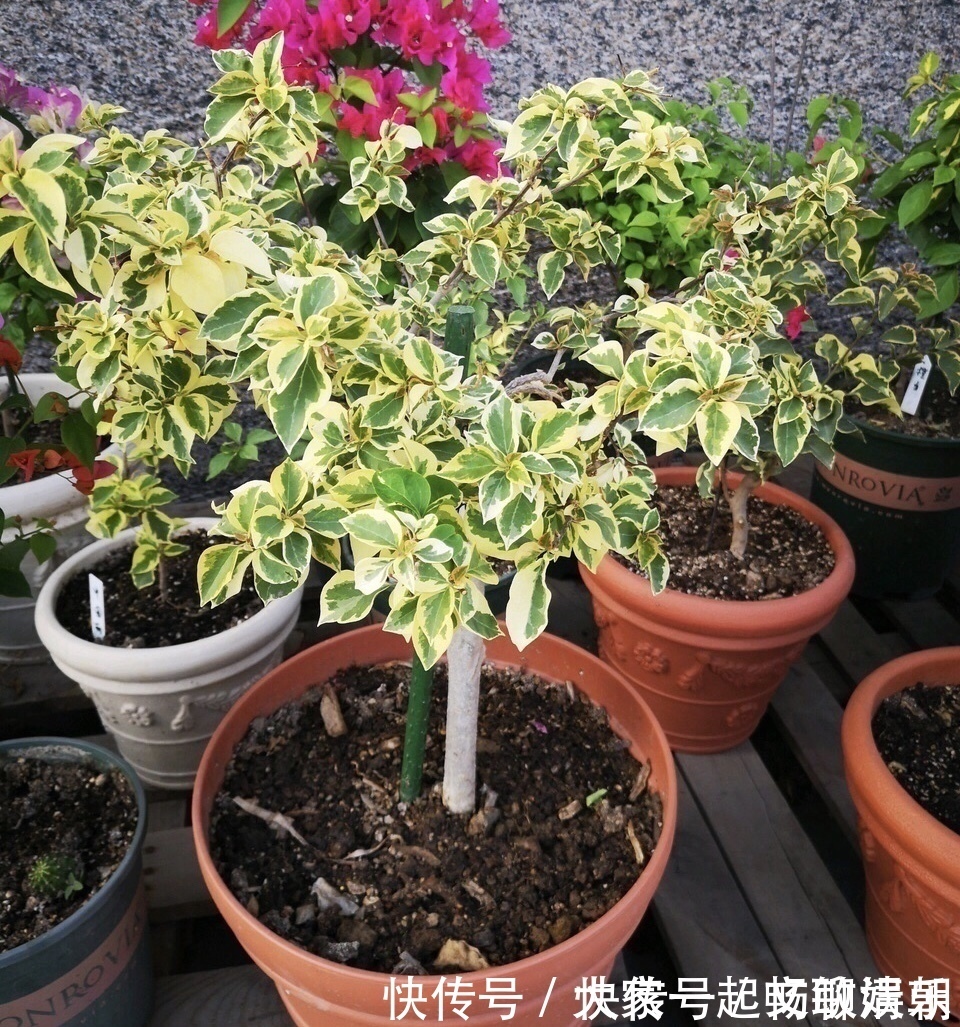 花卉|3个养花“小技巧”，越早知道越好！养花百分百成活，1分钟学会