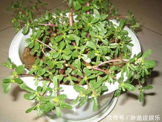 野芹菜|玩出了新名堂盆栽野菜,销售盆栽野菜,他每天的毛收入高达两千元