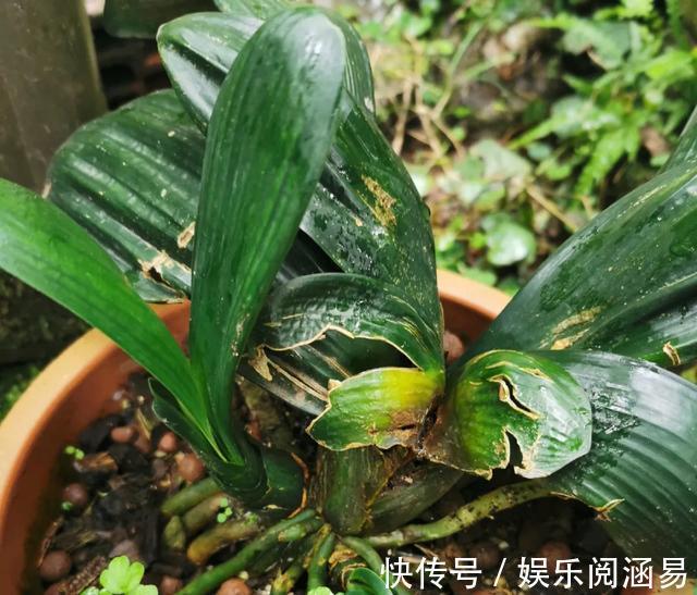 夏天|10种不能淋雨的花，淋完雨就死，盆栽养花注意事项