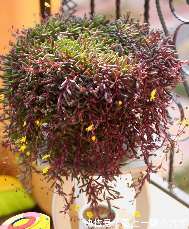 九种皮实花,多晒少管长得好,养成老桩更高档,绿萝没上榜