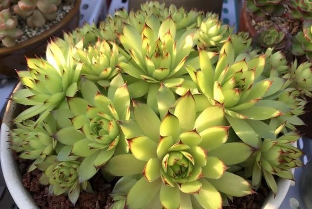 叶子|冬季养观音莲,哪些细节不能忽视?粗心大意令叶子发黑