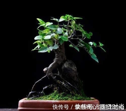 2种名贵的盆景树,观赏性高价值不菲,能养的家庭不一般!