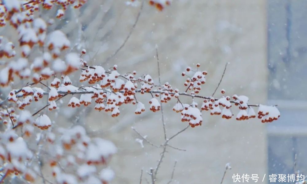 漫天寒凝洗尘襟，大外与你共风雪