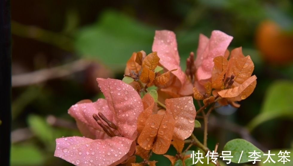 5种“过期药”别扔,磨成粉养花,代替生根粉营养液,杀菌防病害