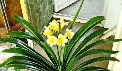 越来越多的养花人,用“它”来浇花,实用、啥都能养活