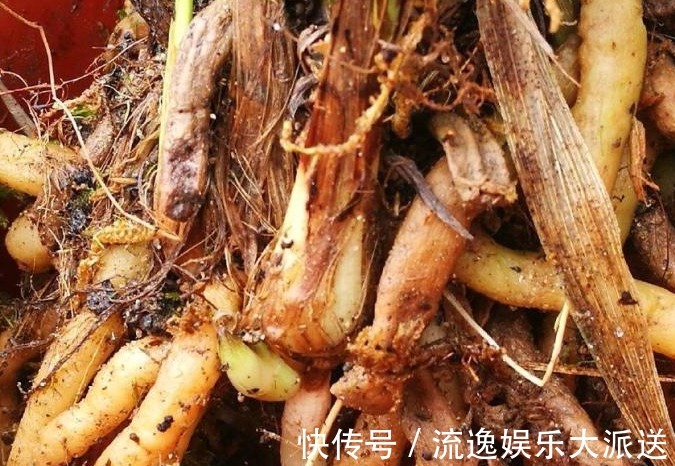 花农|兰花烂根了怎么救花农教你几招，救活几盆烂根的兰花不成问题